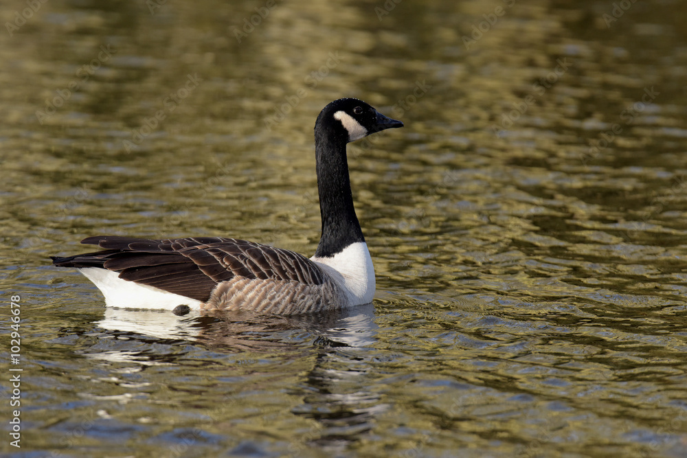 Canada Goose, Branta canadensis Canada Goose, Branta canadensis