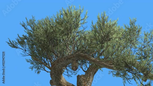 Jeffrey Pine Pinus Jeffreyi Two Curved Branches Coniferous Evergreen Tree is Swaying at The Wind Green Needle-Like Glaucous Gray-Green Leaves Wind photo