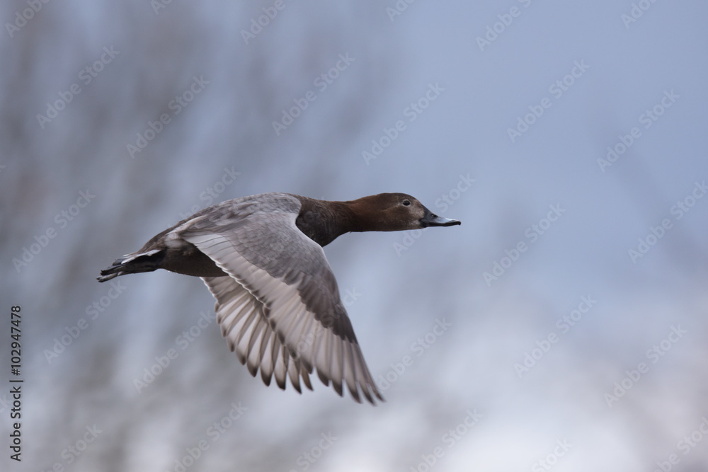 Common Pochard, Pochard, Aythya ferina - female Common Pochard, Pochard, Aythya ferina - female