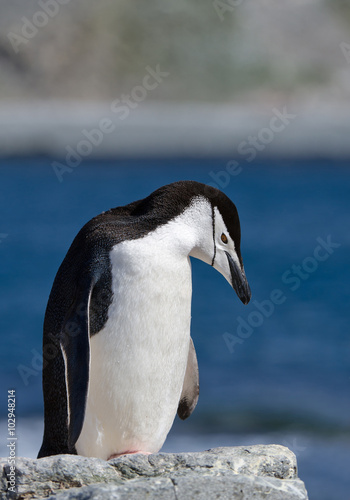 Chinstrap penguin standing on rock, clean blue and green background, South Shetland Islands, Antarctica