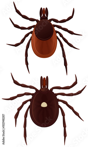 Vector illustration of two ticks: a lone star tick and a deer tick.