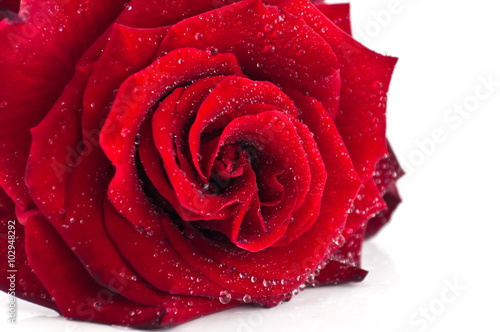 Fototapeta Naklejka Na Ścianę i Meble -  Red rose in drops of water.