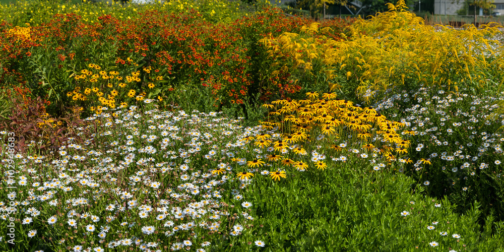 Obraz premium Panorama with different flowers