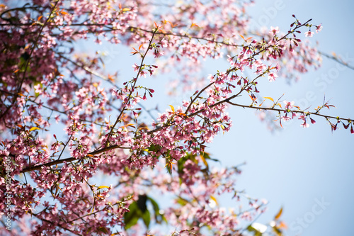 Pink sakura, Cherry blossom.