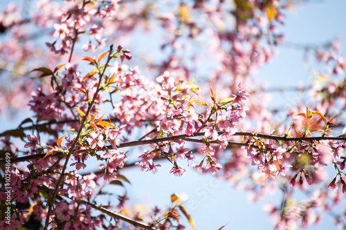 Pink sakura, Cherry blossom. © guntum_crr