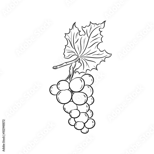 Hand drawn grapes sketches 