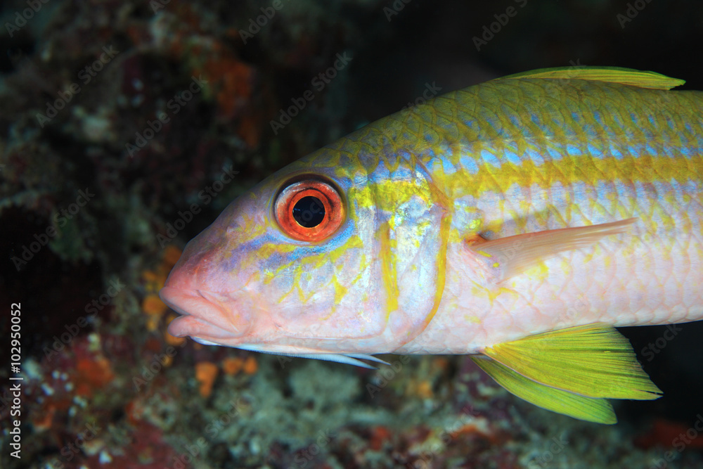 Yellowfin goatfish (Mulloidichthys vanicolensis) Yellowfin goatfish (Mulloidichthys vanicolensis)