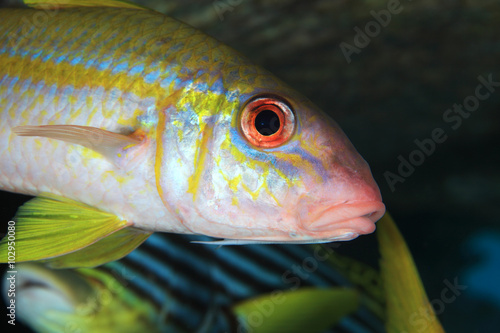 Yellowfin goatfish (Mulloidichthys vanicolensis) 