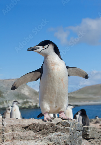 Chinstrap penguin standing on rock  with open wings  clean blue background  South Shetland Islands  Antarctica
