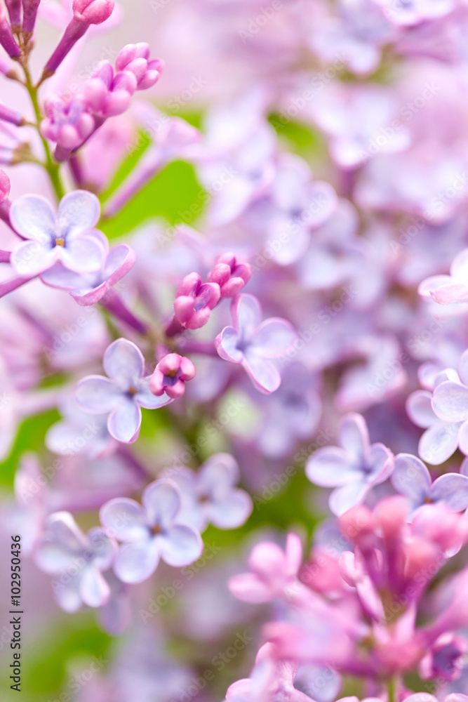 Obraz premium Lilac flowers close up
