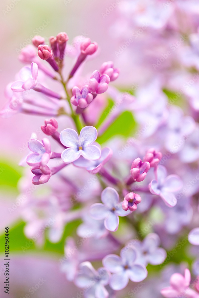 Beautiful flowers