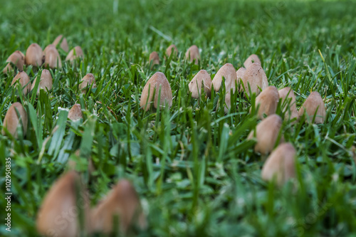 Ink cap mushroom fungi growing in lawn
