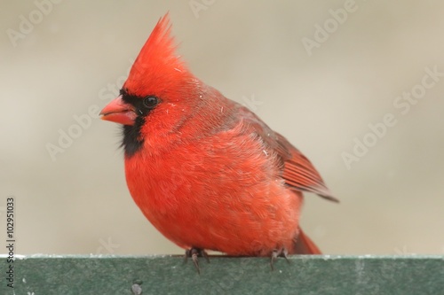 Cardinal On A Feeder