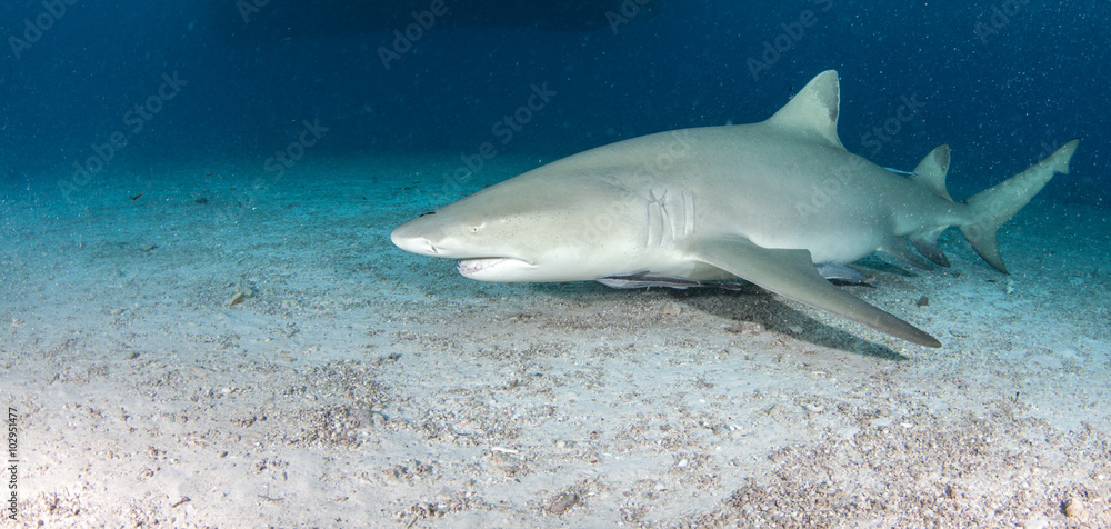 Lemon shark Lemon shark