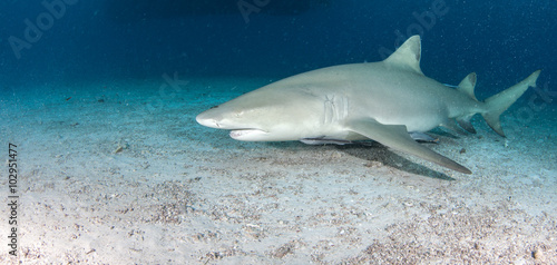 Lemon shark © Michael Bogner