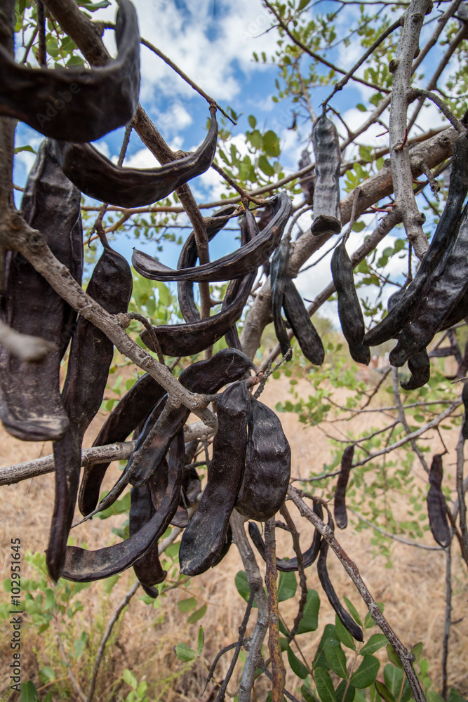 Close up view of a bunch of carob fruits hanging from the tree.