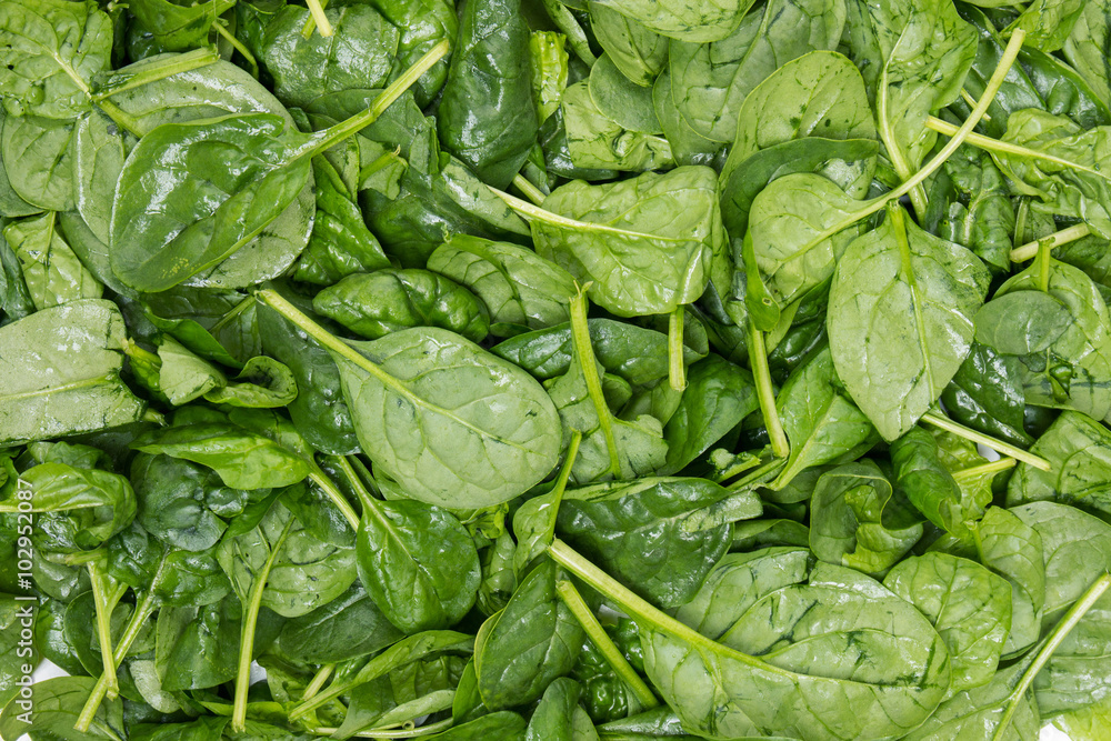 Close view of a pile of fresh spinach, isolated on a white background. Close view of a pile of fresh spinach, isolated on a white background.