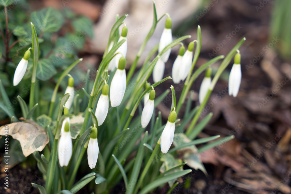 Snowdrops / Snowdrops in a garden Snowdrops / Snowdrops in a garden