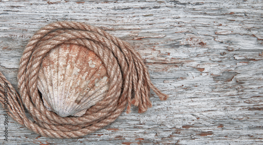 Grunge background with seashell and rope Grunge background with seashell and rope