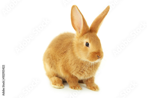 Young red rabbit isolated on white © 5second
