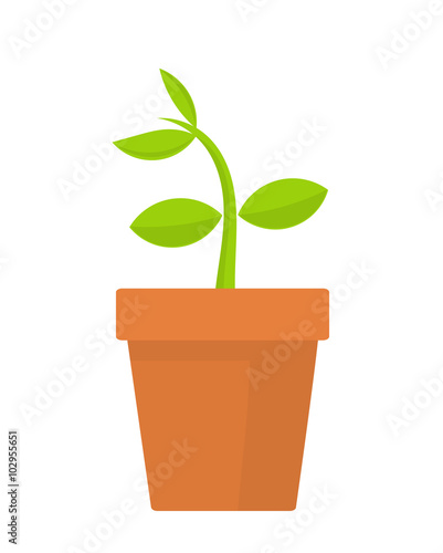 Plant in pot