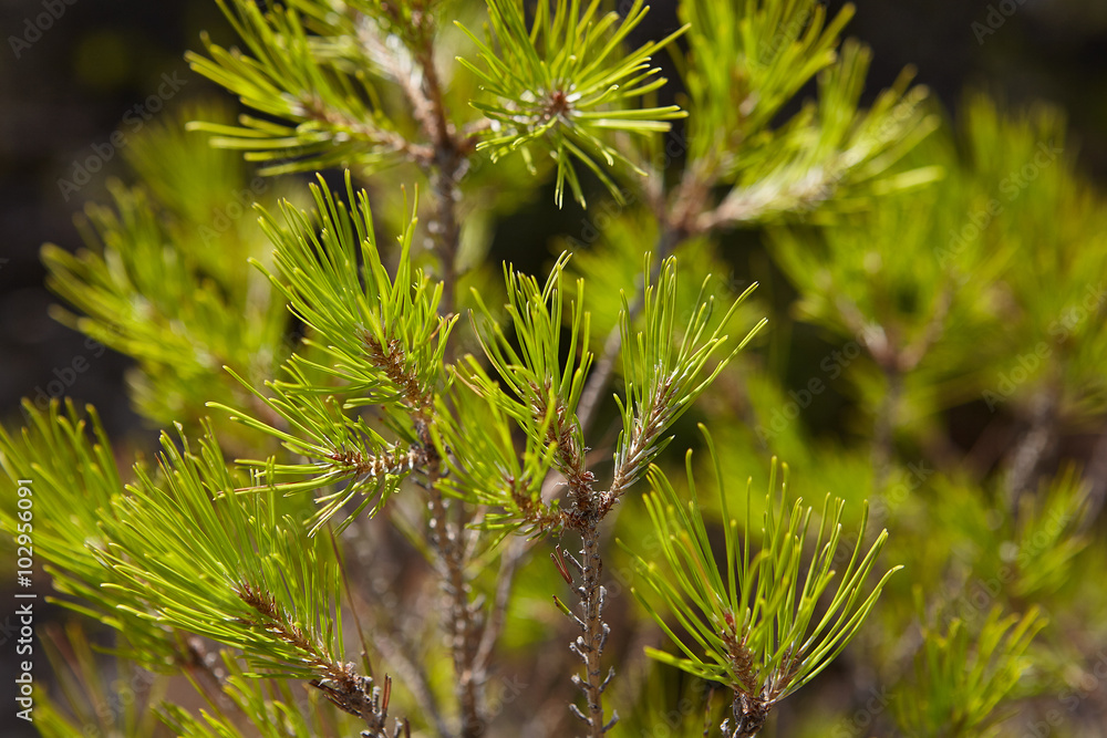 Mediterranean tree branch. spruce Needles in Provence, France