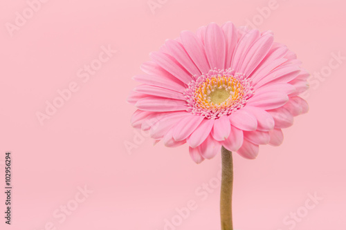Pretty soft pink gerber daisy flower with stem on a pink background photo