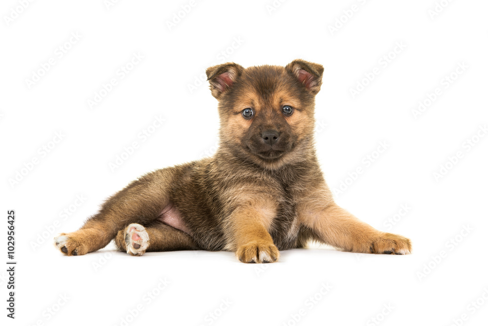 Single cute lying down pomsky (mix between pomeranian and husky) puppy dog both facing the camera isolated on a white background