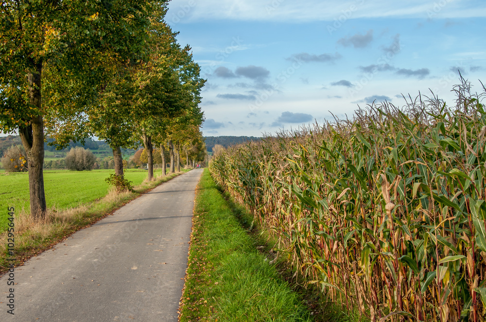 Obraz premium Straße Weg Maisfeld Bäume Allee