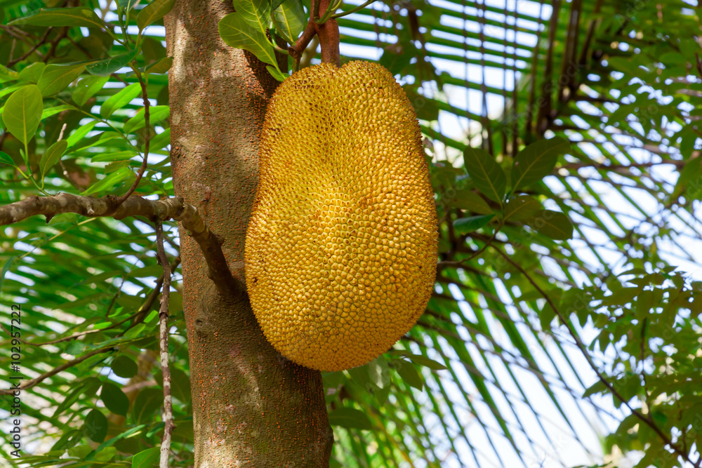 Breadfruit on the tree. Breadfruit on the tree.