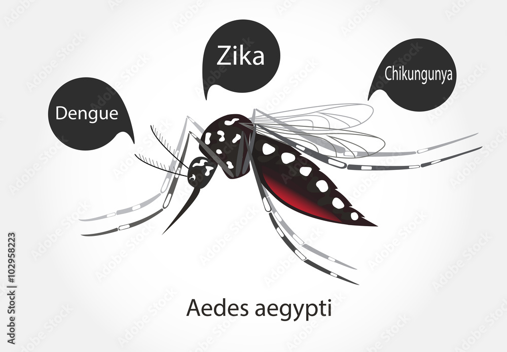 Aedes aegypti mosquito vector. Dengue Zica Chikungunya vector de Stock ...