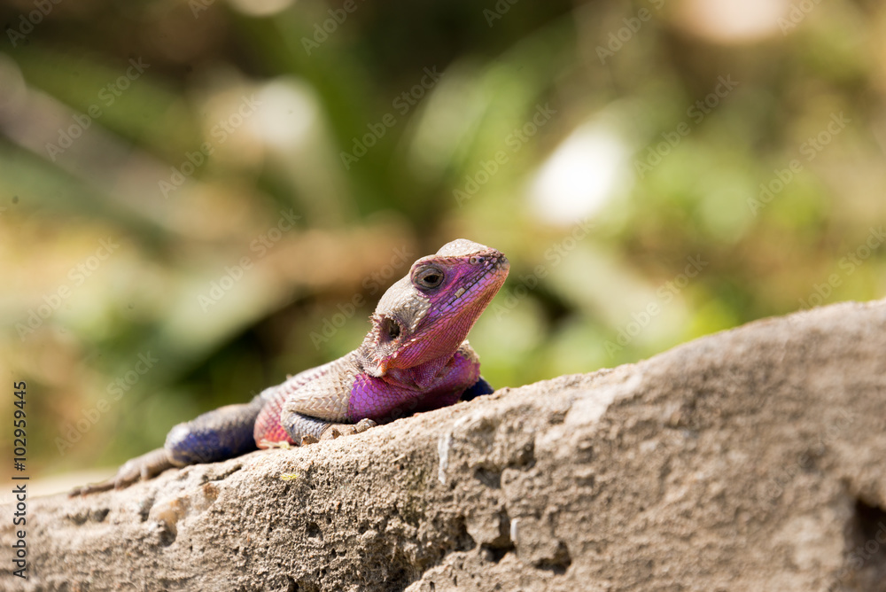 watchful lizard on concrete floor