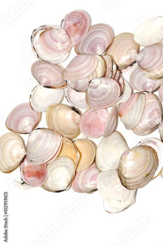 Shells from the bivalve mollusk Baltic macoma
