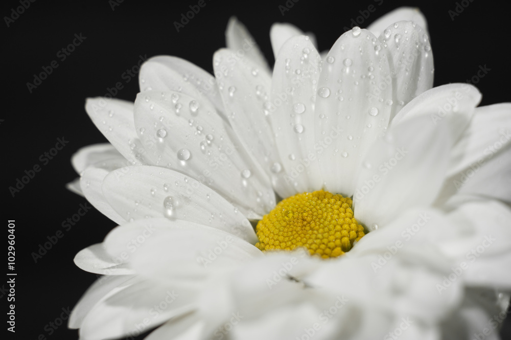 Obraz premium Chamomile with draps of water