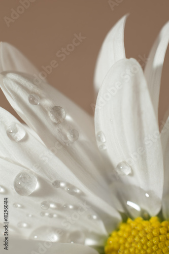 Canvas Print Chamomile with drops of water