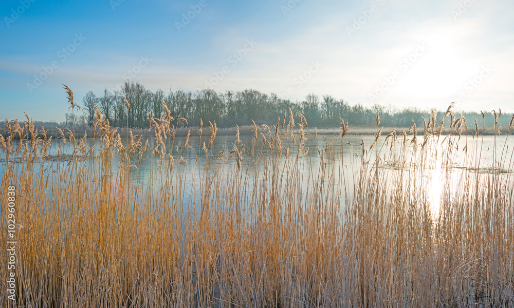 Shore of a lake in sunlight in winter Shore of a lake in sunlight in winter