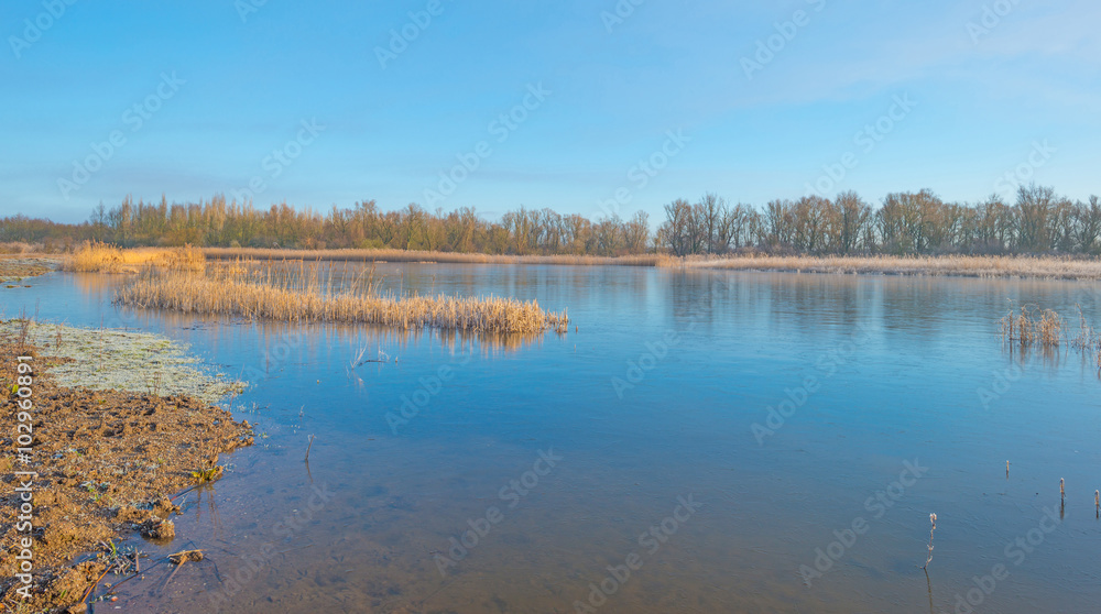 Shore of a lake in sunlight in winter