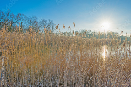 Fototapeta Naklejka Na Ścianę i Meble -  Shore of a lake in sunlight in winter