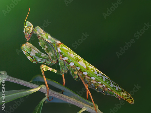 Mediterranean marbled mantis Blepharopsis mendica photo
