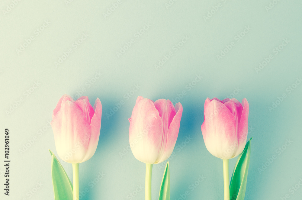 Fototapeta premium Pink tulips