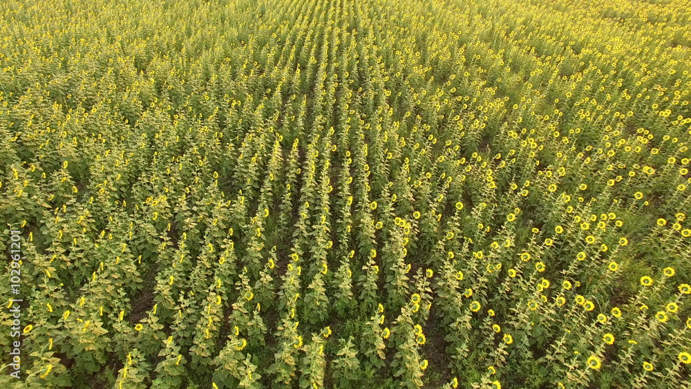 aerial view of sun flower filed aerial view of sun flower filed
