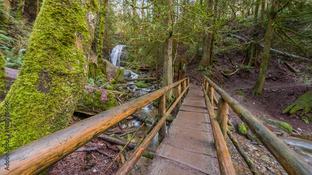 Fototapeta premium Wooden bridge over a creek in the beautiful forest, Coal creek falls, Issaquah, Washington State