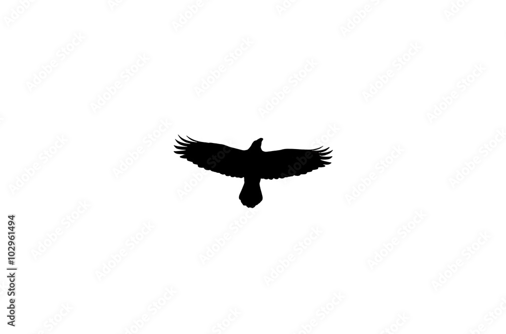 Obraz premium Ворон