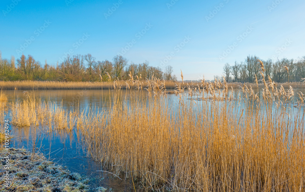 Shore of a lake in sunlight in winter