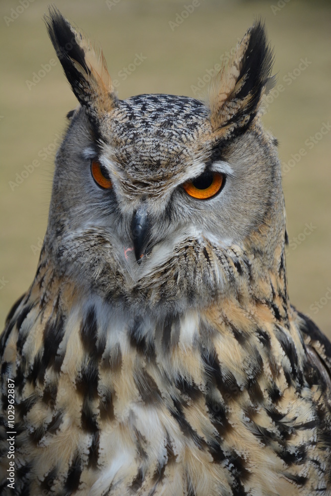 Fototapeta premium Eule