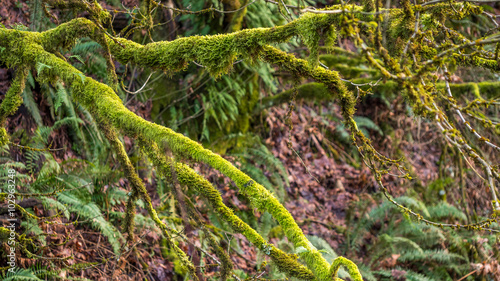 Branch of a tree covered with green moss