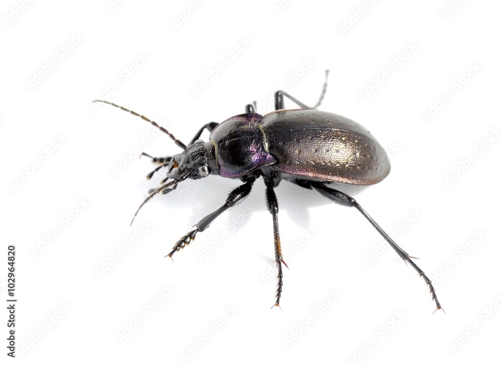 The ground beetle Carabus nemoralis on white background The ground beetle Carabus nemoralis on white background