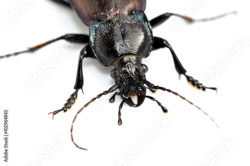 Closeup on the mandibles of a Carabus nemoralis predator ground beetle