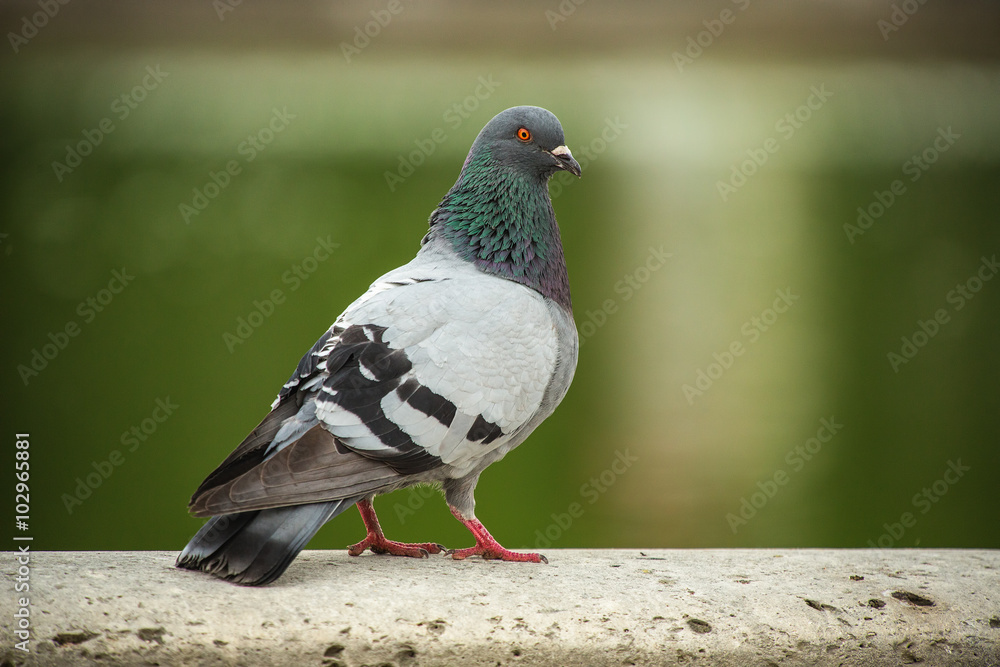 Dove. Beautiful pigeon in Tuilleries garden in Paris, France Dove. Beautiful pigeon in Tuilleries garden in Paris, France
