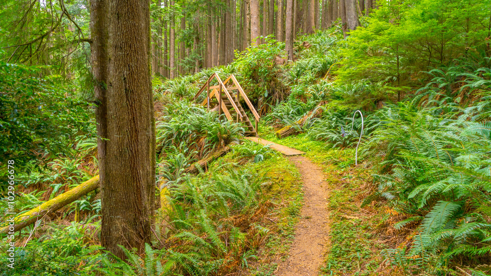 Obraz premium Trail in a dense forest among fern, WILLAPA ART TRAIL AND CUTTHROAT CLIMB